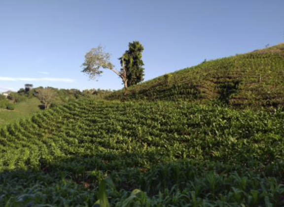 86.5 Acres Farmland · Santa Tecla · La Libertad